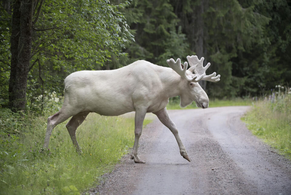 White moose can have calves that are either brown or white.