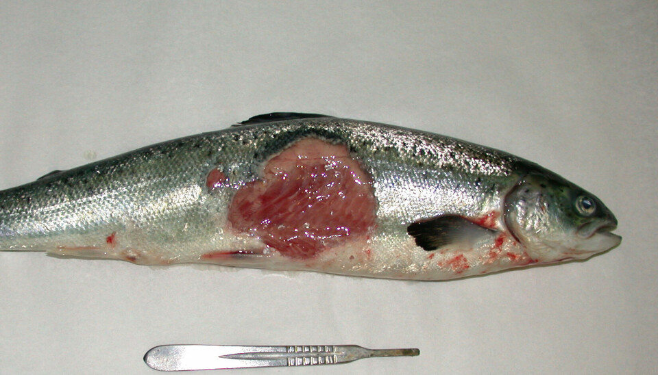 This fish has winter ulcers. These are shallow or deep wounds on the sides of the fish. The deepest ulcers can penetrate all the way into the abdominal cavity. The fish can also develop eye infections and blood poisoning, leading to orgain failure, according to the Norwegian Veterinary Institute.