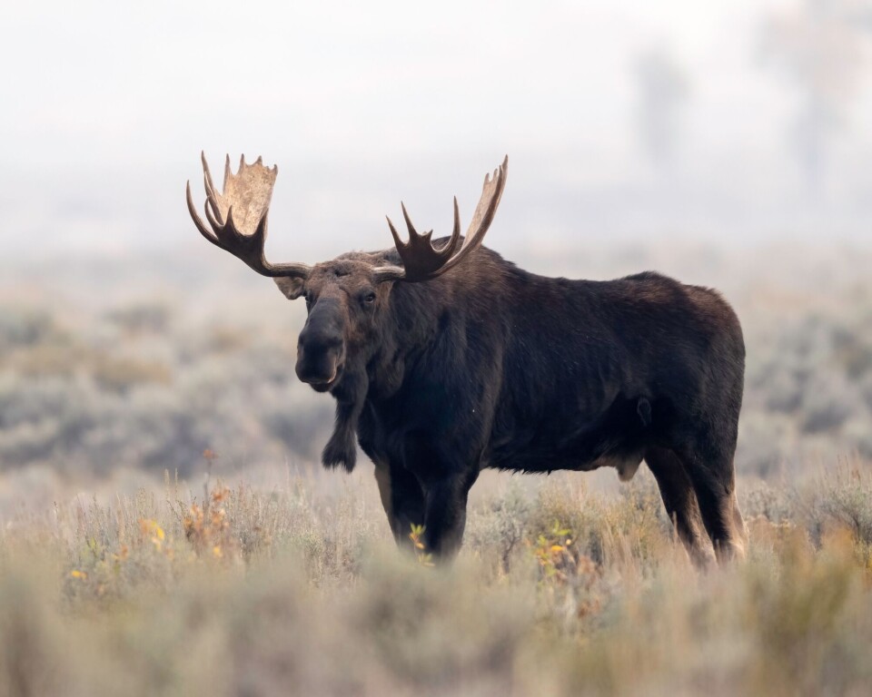 Moose in Canada and the USA are larger than those in Norway.