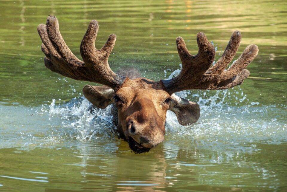 Moose are good swimmers.