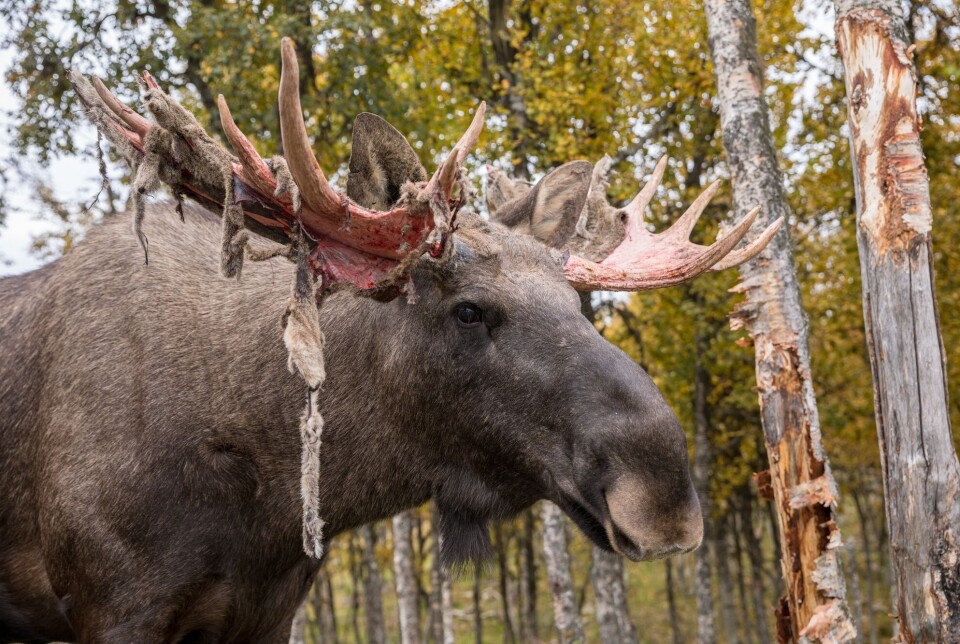 When the antlers grow, they are covered with a delicate skin called velvet, which contains both blood vessels and nerve cells. Once the antlers are fully grown, the skin dries out and begins to itch. The bull moose then rubs its antlers against trees and the skin falls off.