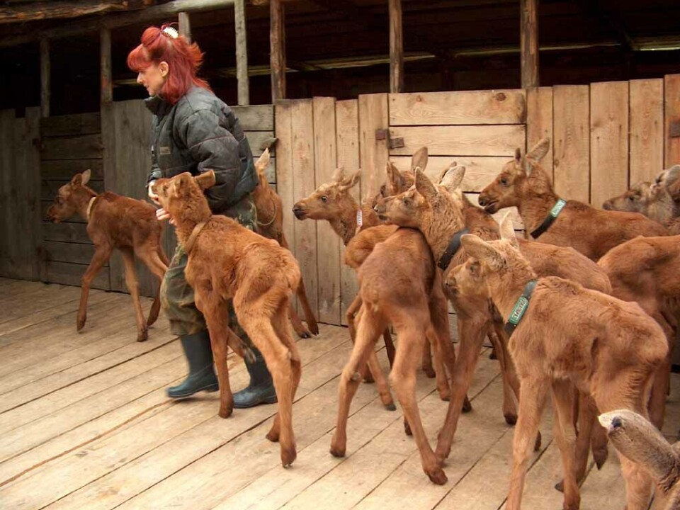Moose calves are tamed on the farm in Kostroma, Russia.