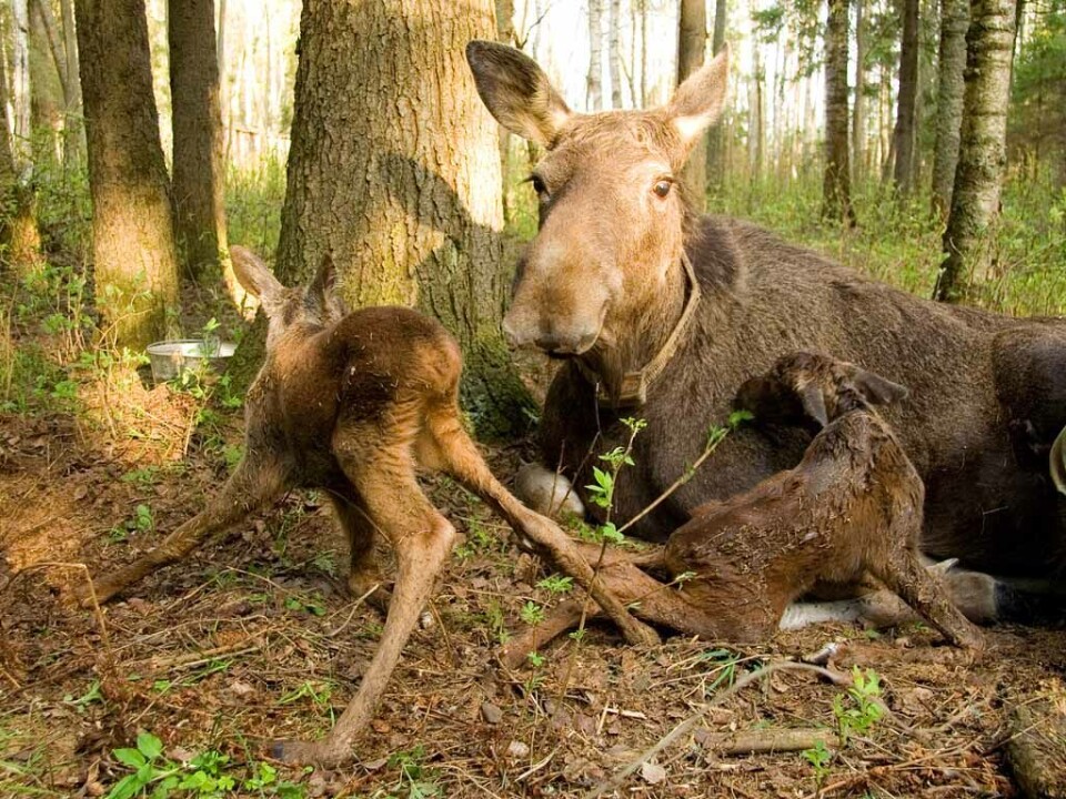 Newborn calves weigh between 10-15 kilos. Within a month, they double their weight.