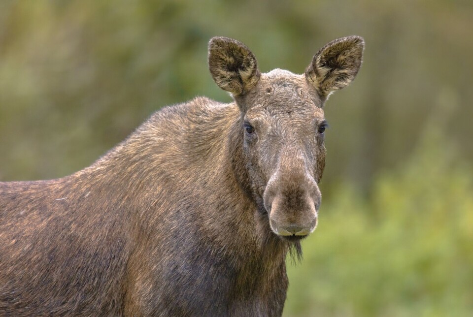 There may be as many as 150,000 moose in Norway. Hunters shoot around 30,000 moose each year.