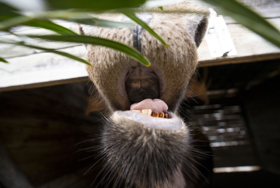Moose eat twigs and bark but lack upper incisors. Here, Bert the moose at Columbus Zoo in the USA gapes for the camera.