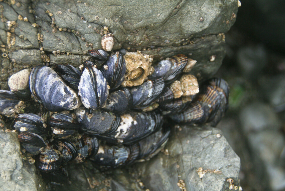 There are many theories about what happened to the mussels, but no one is entirely sure.