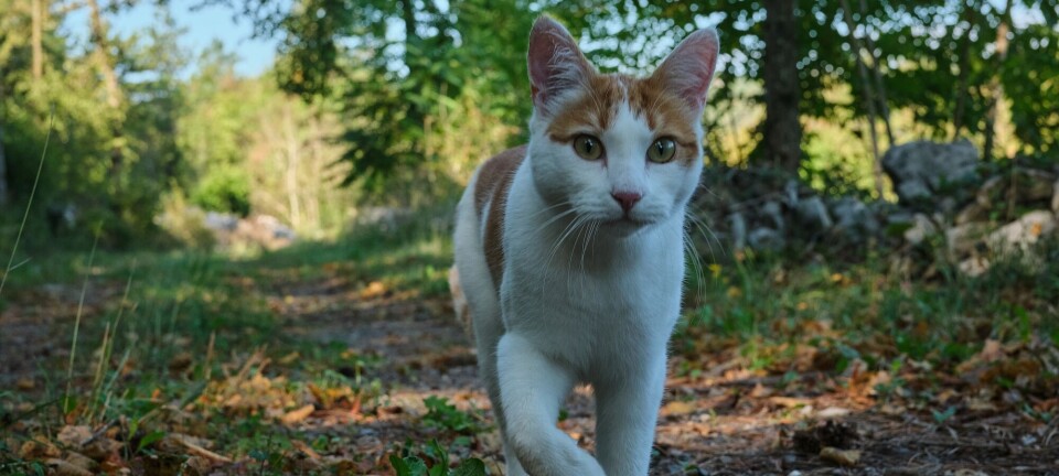 How far might a cat stray from home?