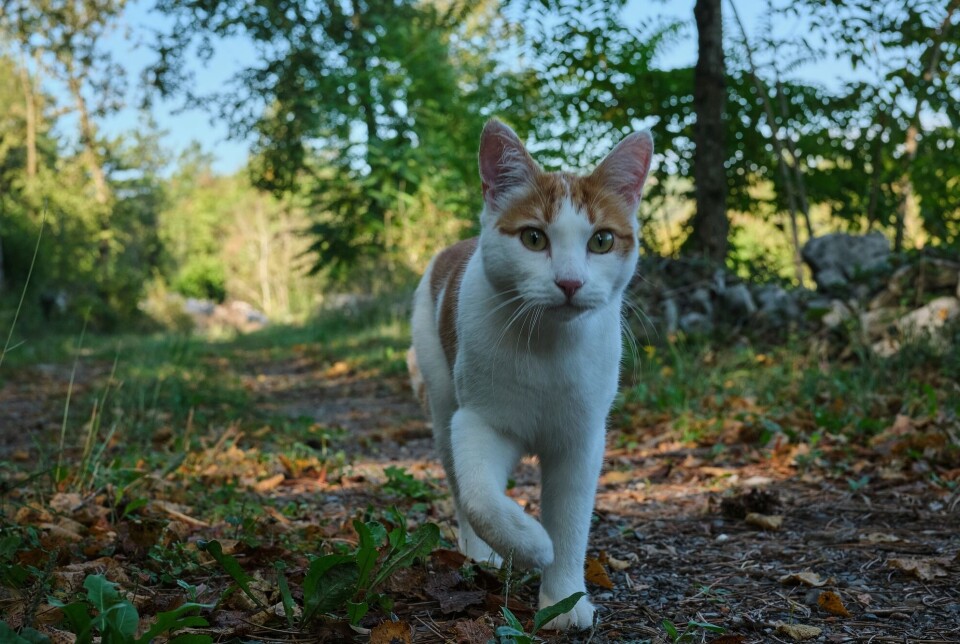 Most cats stay close to home, but some wander far.
