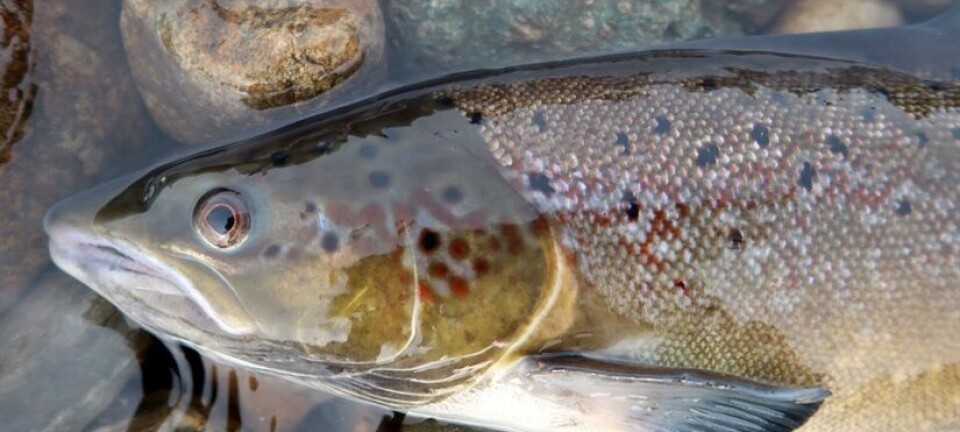 1 in 4 freshwater species are at risk of extinction: 'It's not too late to take action'