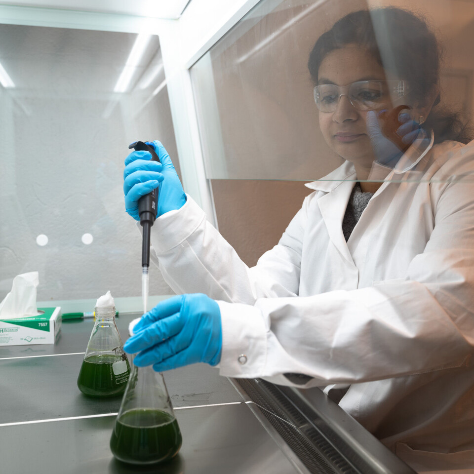 Suvidha Gupta in the laboratory at NMBU.