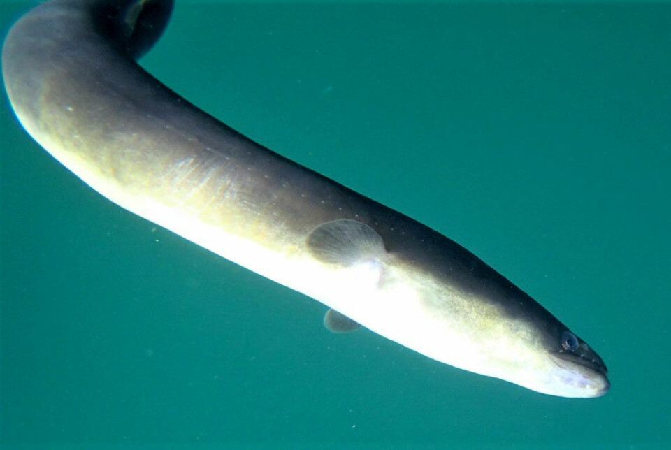 European eels spawn in the Sargasso Sea and are carried by ocean currents to the coastal areas of Europe and North Africa. Here, the eel lives near the coast or migrates to freshwater, where it remains until it reaches sexual maturity.