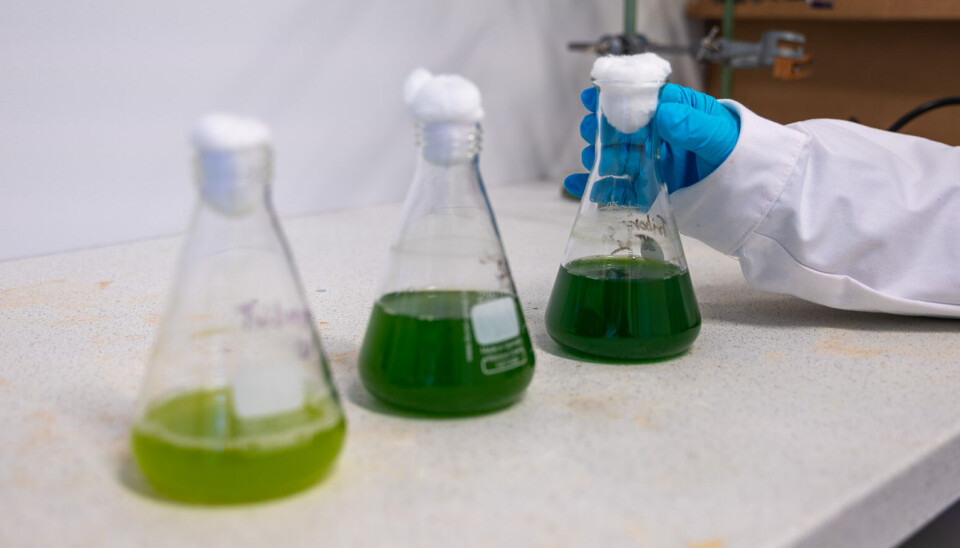 Microalgae are very good at purifying water, but it is difficult to collect them after they have completed the purification job. Suvidha Gupta compares it to collecting dust from the air when it is windy.