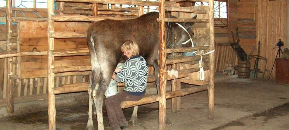 10 things you didn't know about moose