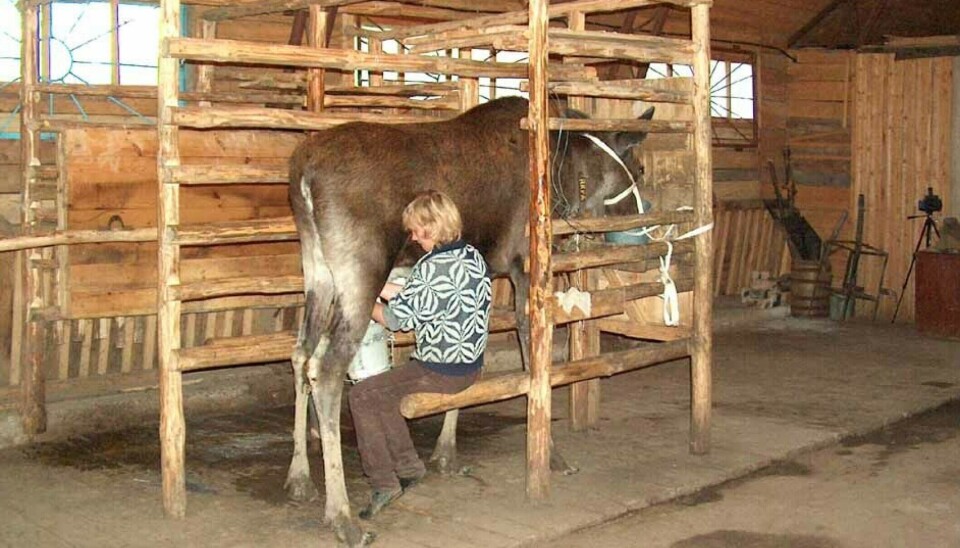 A farm in Russia sells moose milk to a nearby hospital. The milk is supposedly good for digestion.