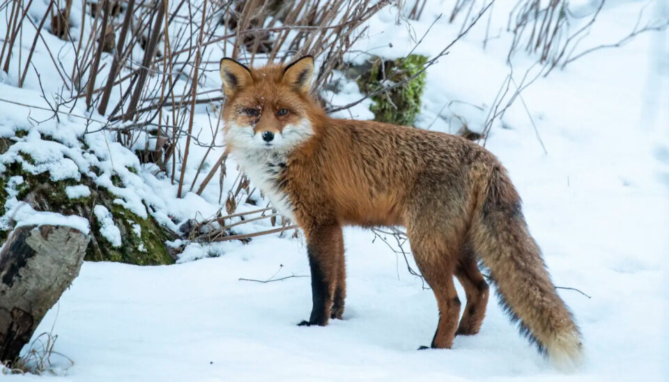 Warming climates allow red foxes to expand into colder regions. A red fox in the snow.