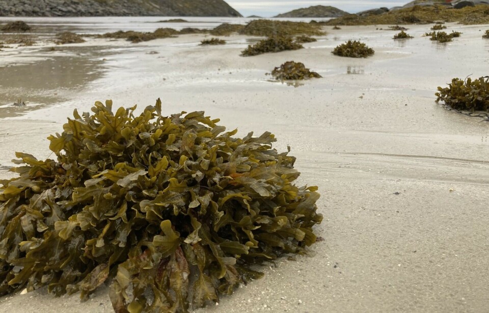 With the new knowledge of the brown alga genome, researchers can study how kelp and seaweed have adapted to changing environments over hundreds of millions of years.