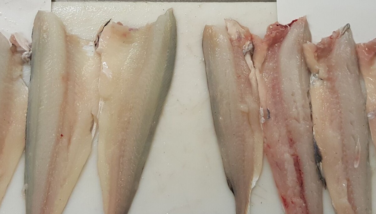 Hadek Fish To ensure the highest quality, haddock should not be slaughtered on ...