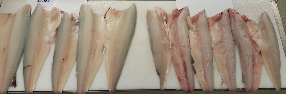 The difference in quality between live-caught and traditionally caught haddock is noticeable – even to the naked eye.