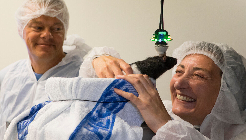 Edvard Moser and May-Britt Moser's research rats now have a smaller probe on their heads than the one pictured here in 2014. Mann og dame med hårnett og labklær holder en rotte som har en probe med en ledning stikkende ut av hodet.