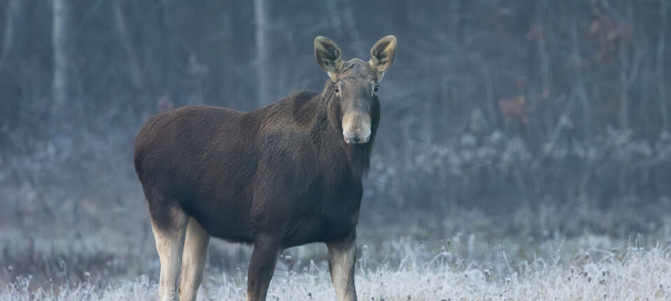 Prions found throughout the body in moose and red deer with sporadic chronic wasting disease