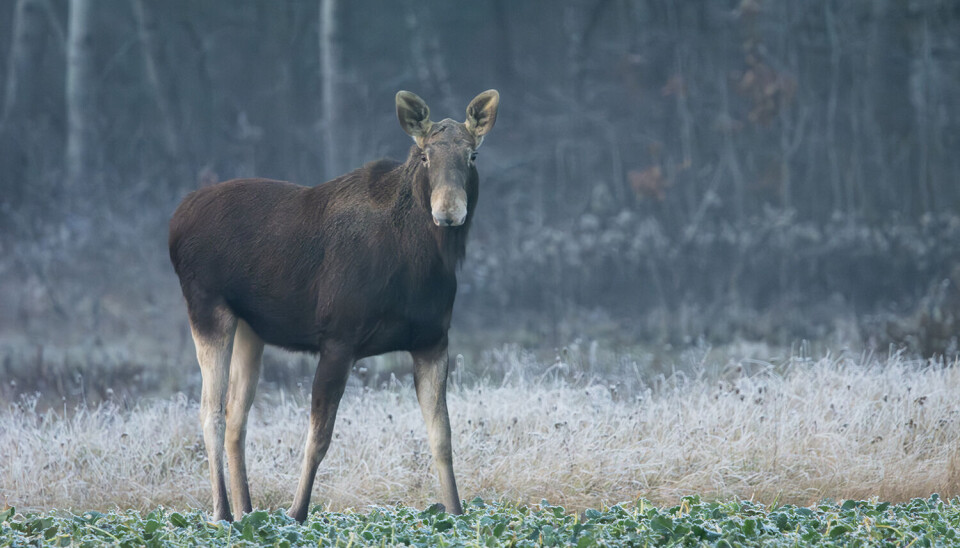 New research shows that in moose and red deer with sporadic CWD, small amounts of prions are present in muscle, nerve, and lymphatic tissue – something that has not been shown before. A moose in a field.