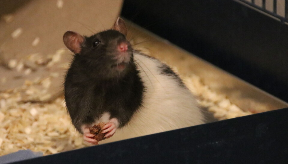 The rats at the Kavli Institute for Systems Neuroscience enjoy biscuits. En rotte i et åpnet bur ser opp mens den holder en kjeksbit i klørne