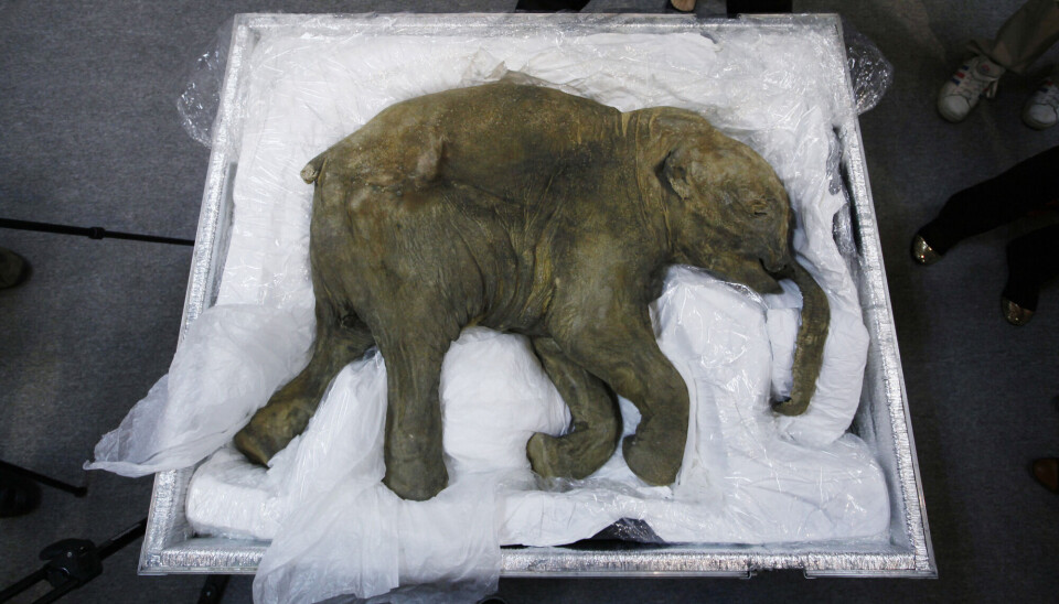 The permafrost can be so old that researchers have discovered mammoths preserved within it. En babymammut som er funnet i permafrost.