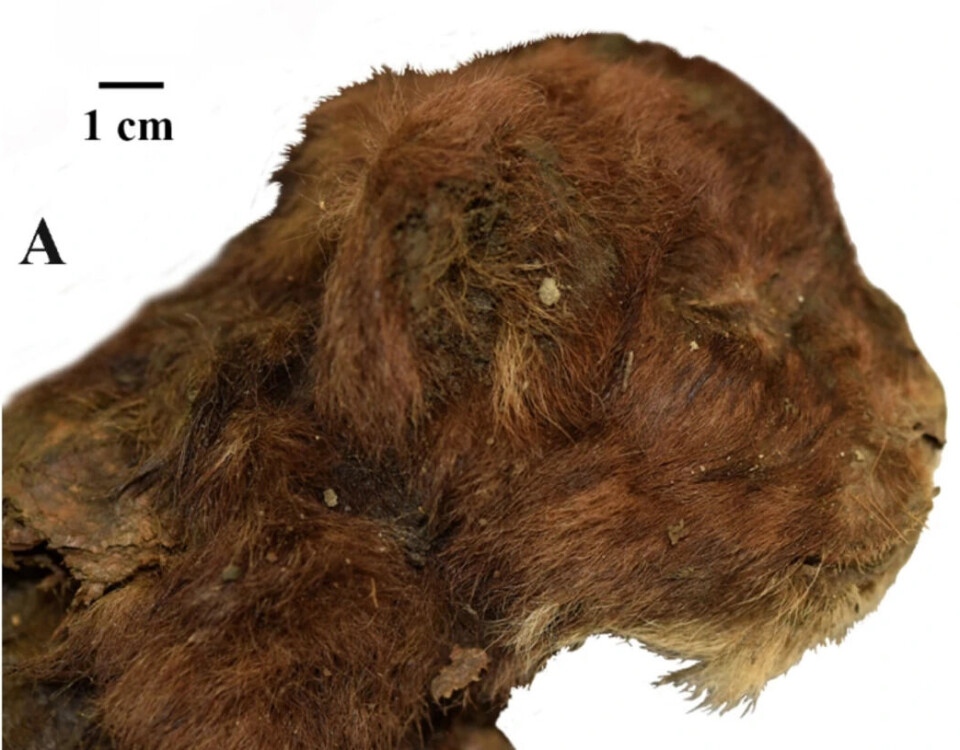 This is what the saber-toothed cub looked like after 30,000 years underground. Sabeltann-kattunge funnet i permafrost. Du ser hodet øverst, og nederst er det hodet av en løveunge på samme alder.