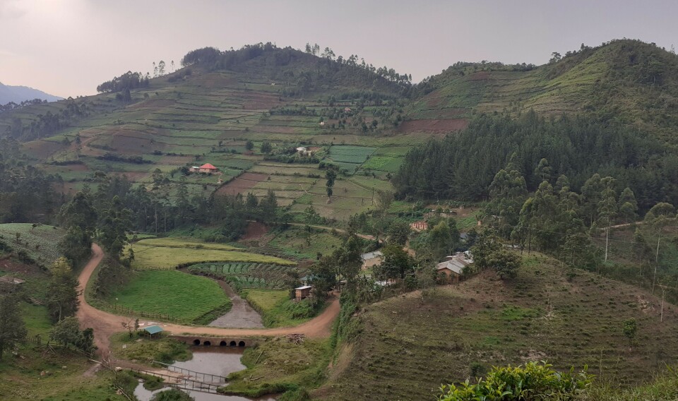 Farmers in the Kigezi Highlands of Uganda use small tea plantations and wood lots to diversify their livelihoods in the face of climate change.