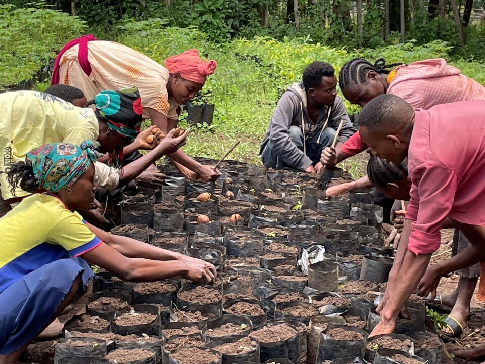 Planting fruit trees to help diversify livelihoods in the Bale Mountains of Ethiopia.