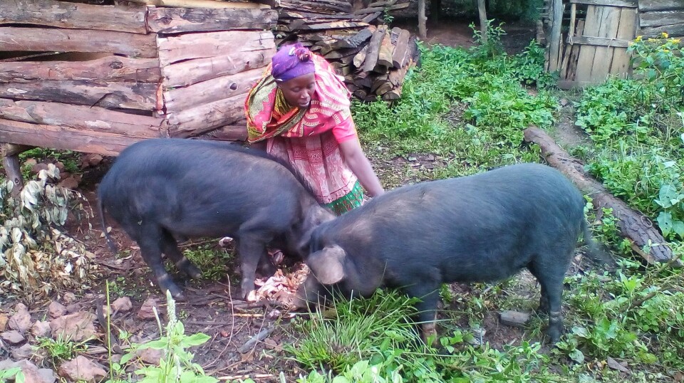 Farmers in the Kigezi Highlands of Uganda rear pigs to diversify their livelihoods and increase their security in the face of climate change.