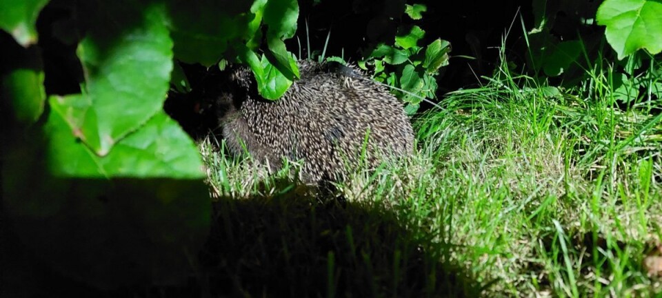 Here's a hedgehog with a radio transmitter on its back. The spines beneath the transmitter have been slightly clipped to ensure the animal isn't hindered. Pinnsvin