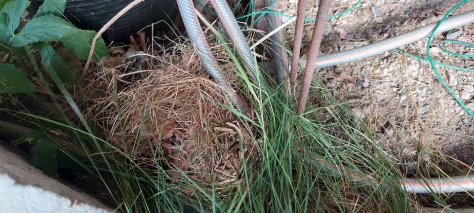 Here is a typical summer nest. It is made from dry grass, rolled into a loose ball. The nest is in an unsafe location. It is not sheltered under anything or tucked within a bush. This makes it easy for dogs, foxes, and badgers to find the nest and catch the hedgehog. Bol til pinnsvin