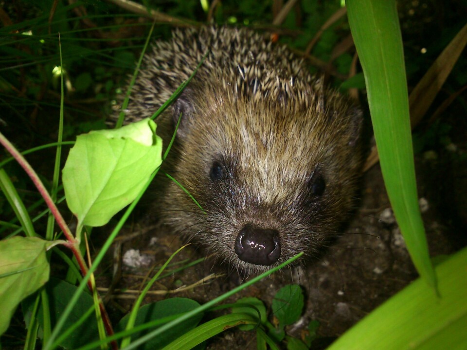 Hedgehogs are listed as near threatened across Europe. Here, a small hedgehog emerges from the bushes. Pinnsvin