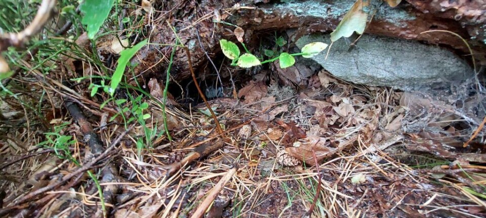 Under the pine root, the hedgehog has built a sturdy nest for the winter. It has burrowed deep under the root and brought in grass and leaves. Here, the hedgehog is protected from the cold and predators throughout the winter. It is not easy to tell that a hedgehog is hiding here. Pinnsvinbol under trerot