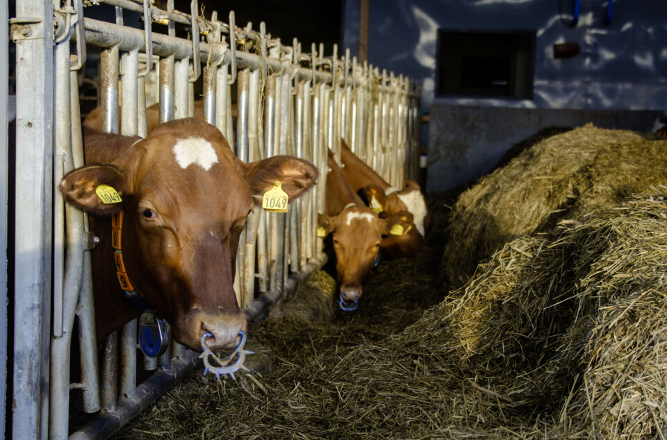 The average dairy herd size increased from 11.7 cows in 1989 to 31.8 in 2023. Norwegian dairy herds are small in a European context.