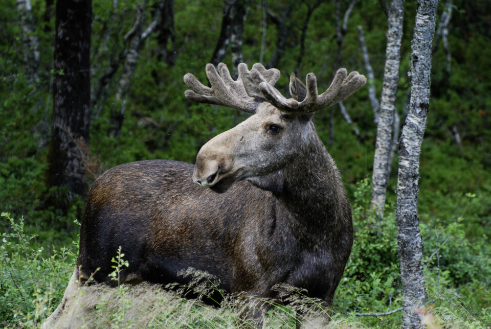 Game hunting is a good source of income for owners of forests and other non-cultivated areas.
