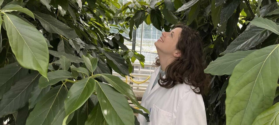 Within 10 years, Norway could grow its own melons and avocados