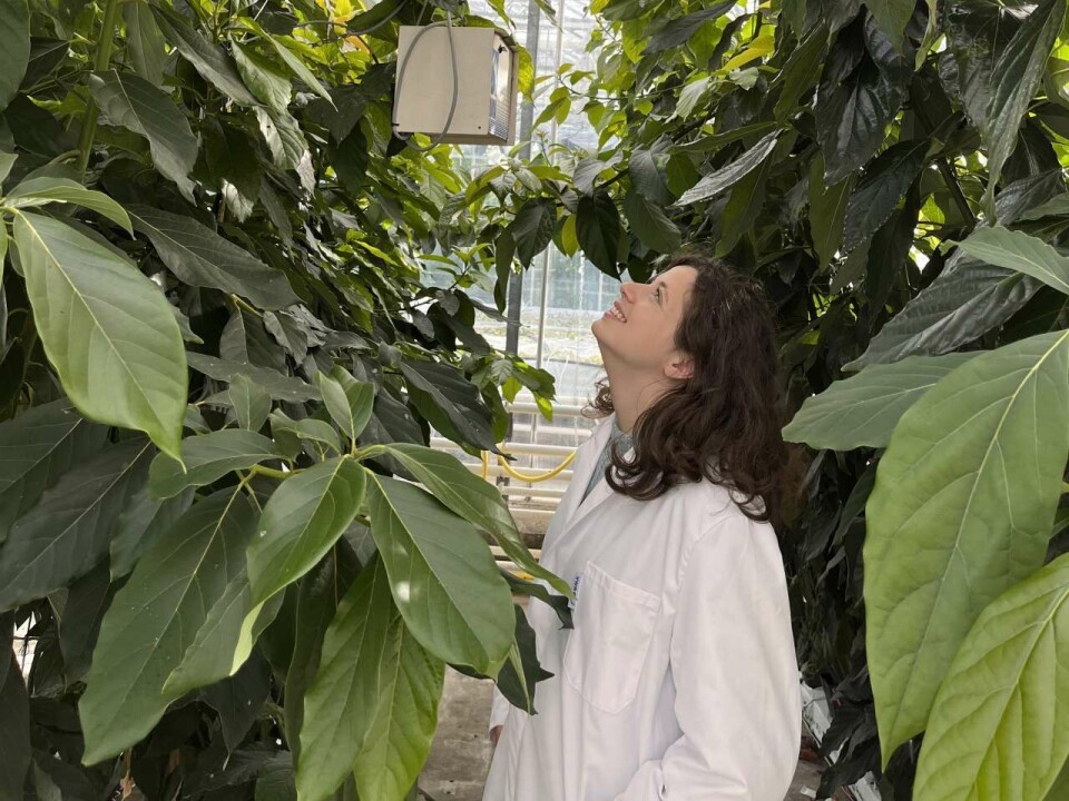 Is it possible to grow exotic fruits in Norway? Researcher Carolina Palmer explains how excess heat from industry can be used to grow melons and avocados in Norwegian greenhouses.