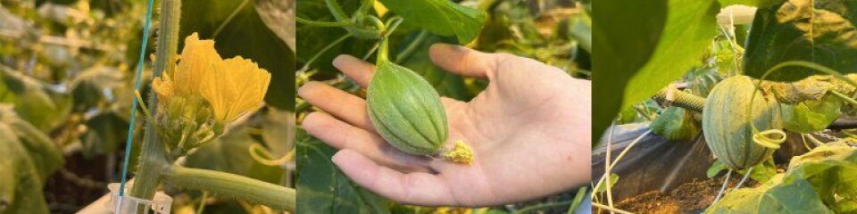 Here are melons at different stages of growth.