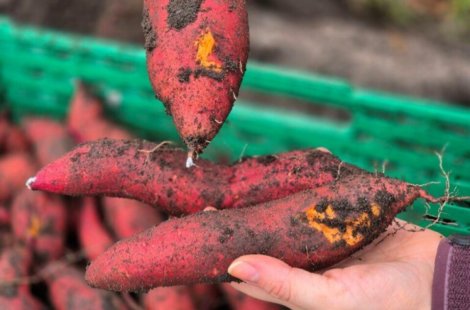 A sweet potato grown in Norway will look different from those commonly sold today. It will be longer and thinner than what Norwegian customers are used to.