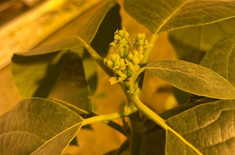 The avocado trees at NIBIO Særheim are blooming.