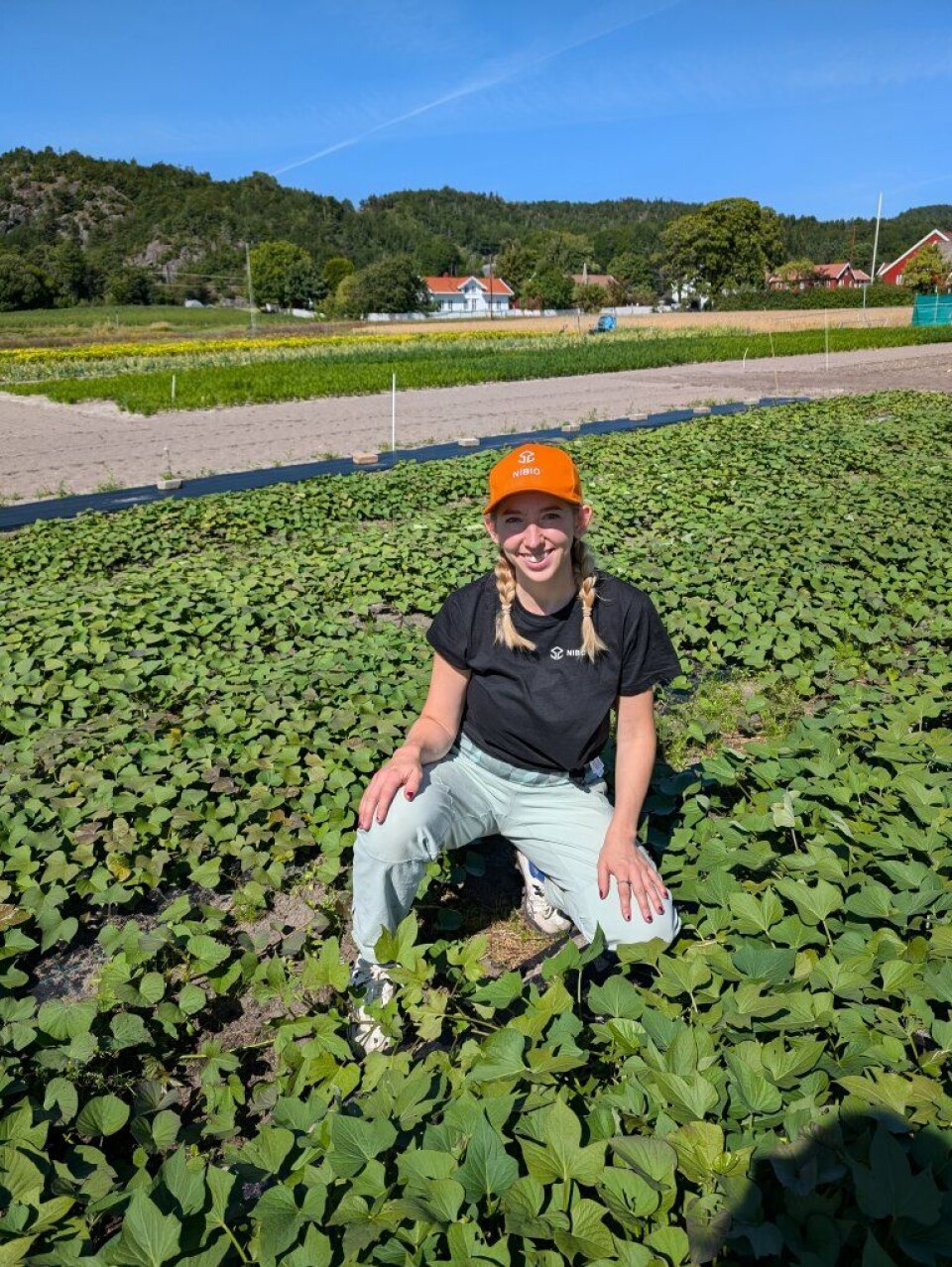 Researcher Emilie Sandell explains that sweet potatoes can be grown outside in Norway, but she is uncertain about its commercial viability.
