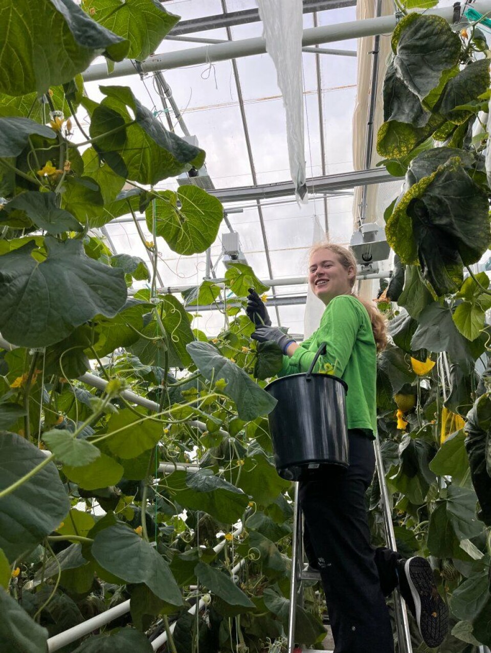 Martine Hana Løken is busy trimming the melon plants, which can grow 20 centimetres in a single day.