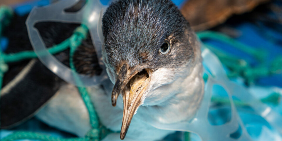 Seabirds, fish, and other organisms living in the ocean are suffering as a result of lost fishing gear, discarded rope, and microplastics.