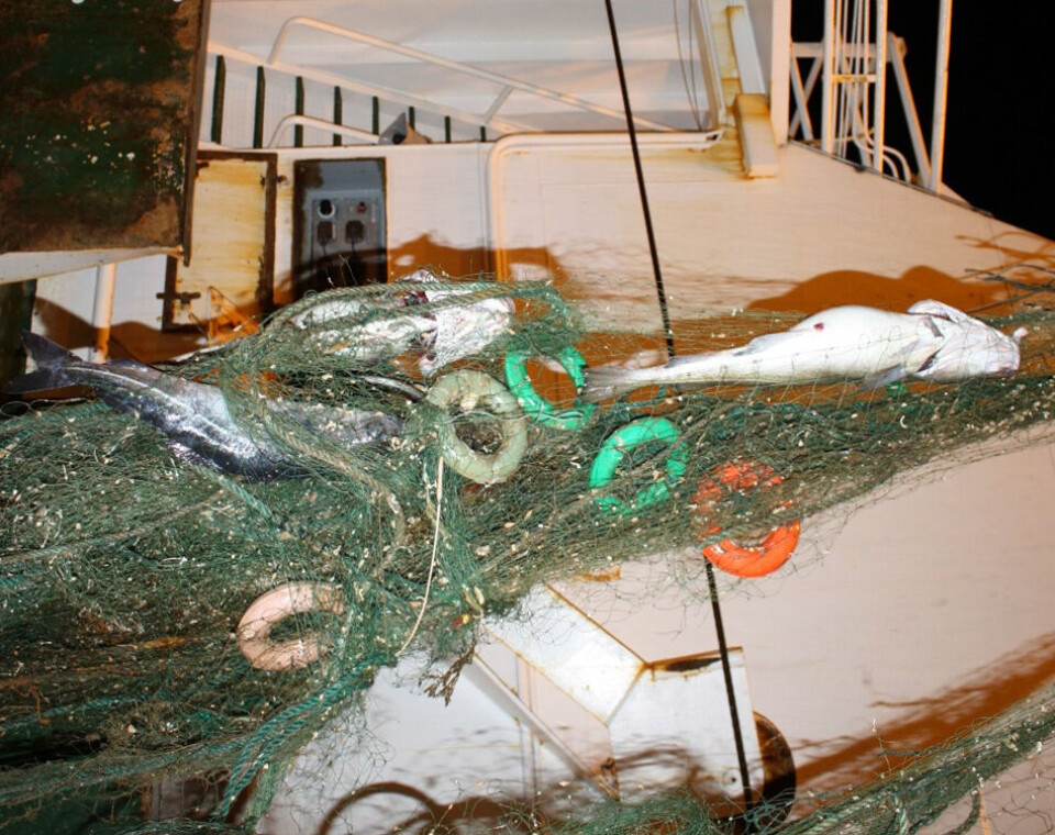 Ghost fishing: This is what a net that has been discarded in the ocean can look like – full of fish and other aquatic animals. Some nets can last for hundreds of years.