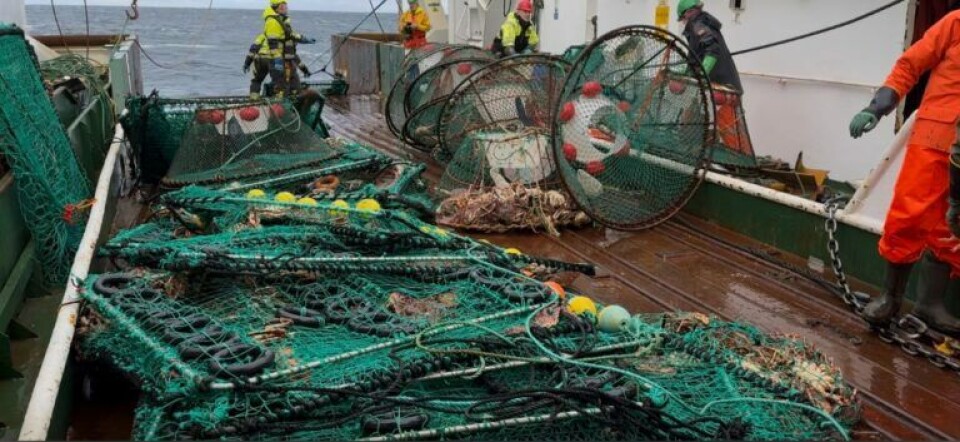 Every year, the Norwegian Directorate of Fisheries organises a major voyage to recover fishing gear that has been reported missing. Here, we see large numbers of king crab caught in discarded traps.