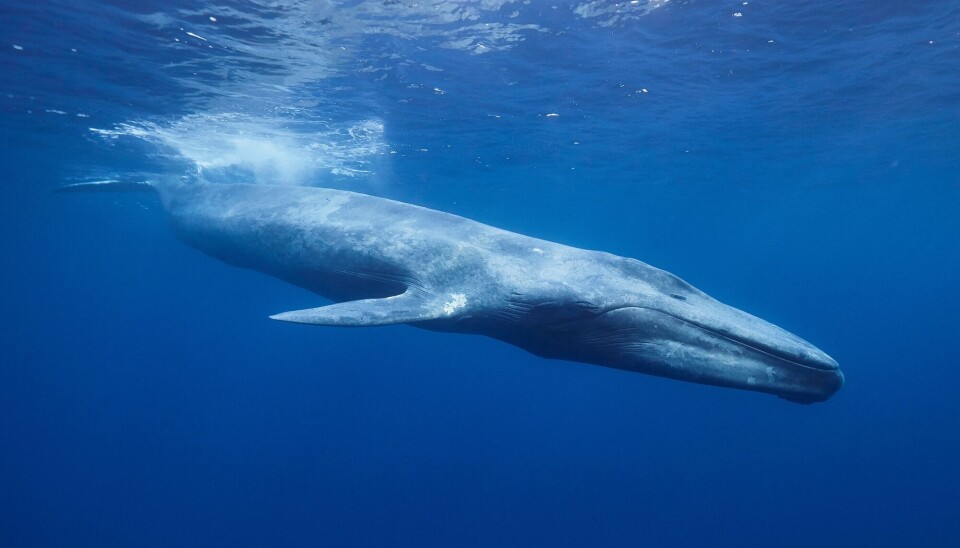The blue whale can grow up to 30 metres long and weigh 190 tonnes. En blåhval som svømmer under vann.
