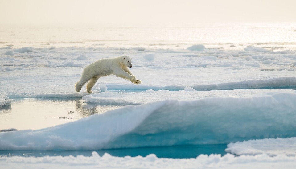 The polar bear is the largest bear in the world, and due to climate change, it is losing more and more of its habitat. En isbjørn på Svalbard som hopper fra et isflak til et annet.
