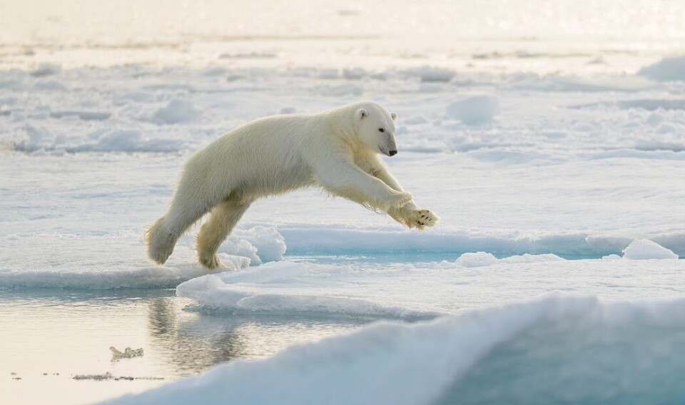 Is it better to be small or large when the climate changes?